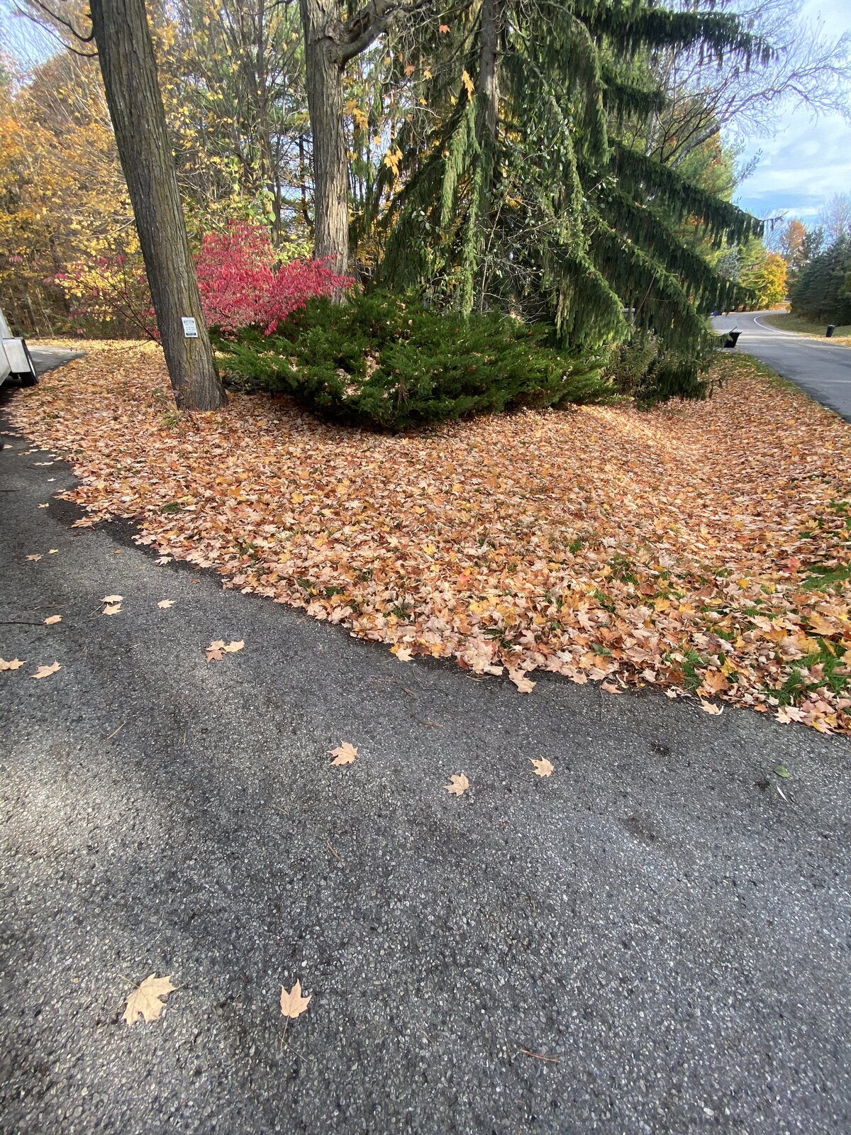 Leaf Cleanup Begins — O'Doherty's Property Services