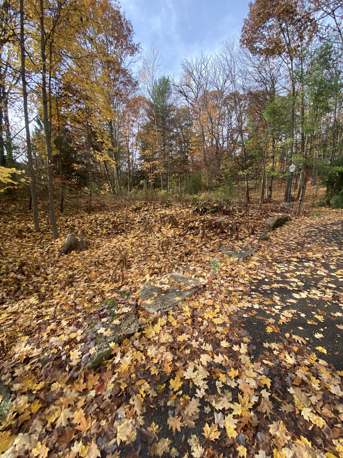 Forest Floor Carpet — O'Doherty's Property Services