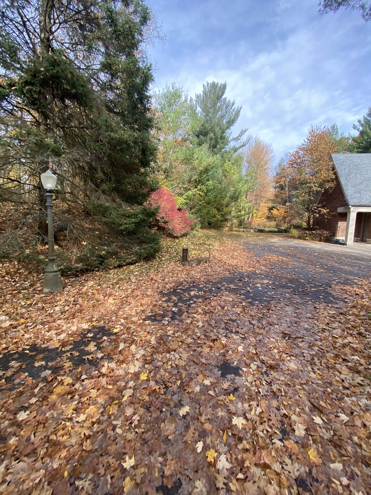 Yard Leaf Cleanup — O'Doherty's Property Services