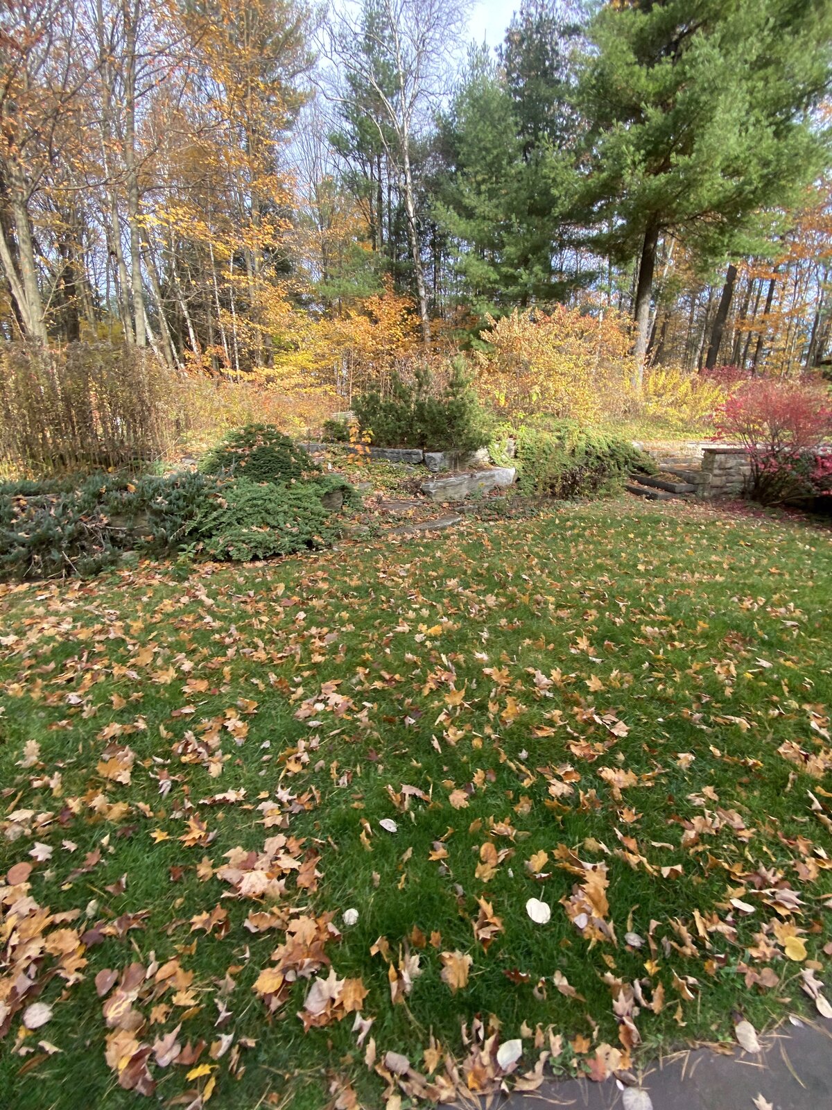 Lawn Leaf Removal — O'Doherty's Property Services