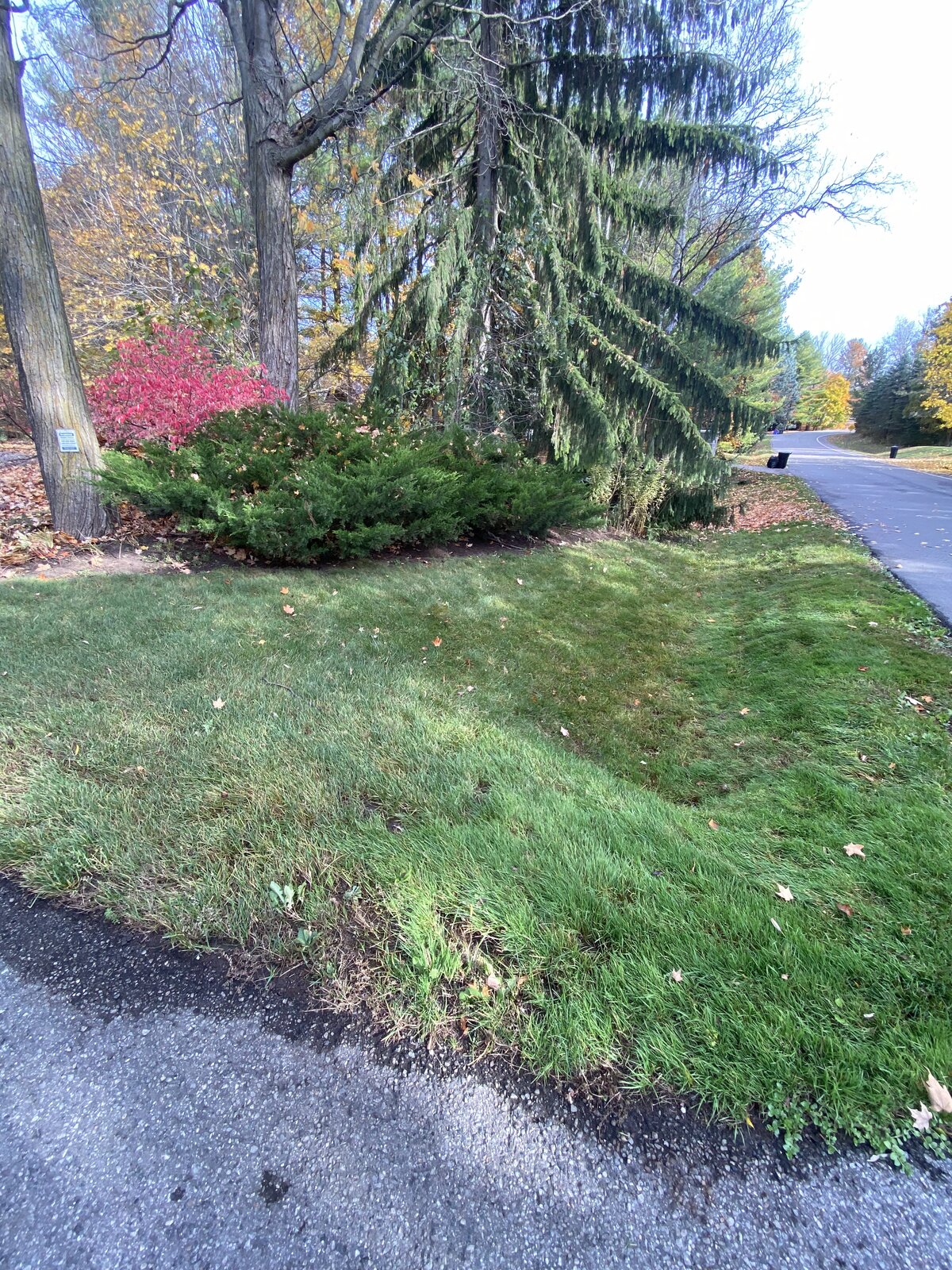 Curbside Cleanup Done — O'Doherty's Property Services