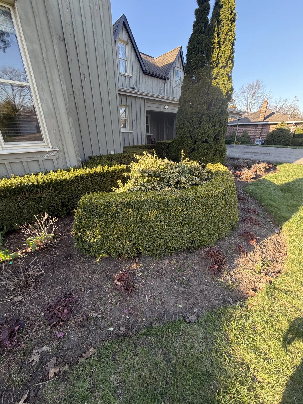 Hedges Restored — O'Doherty's Property Services