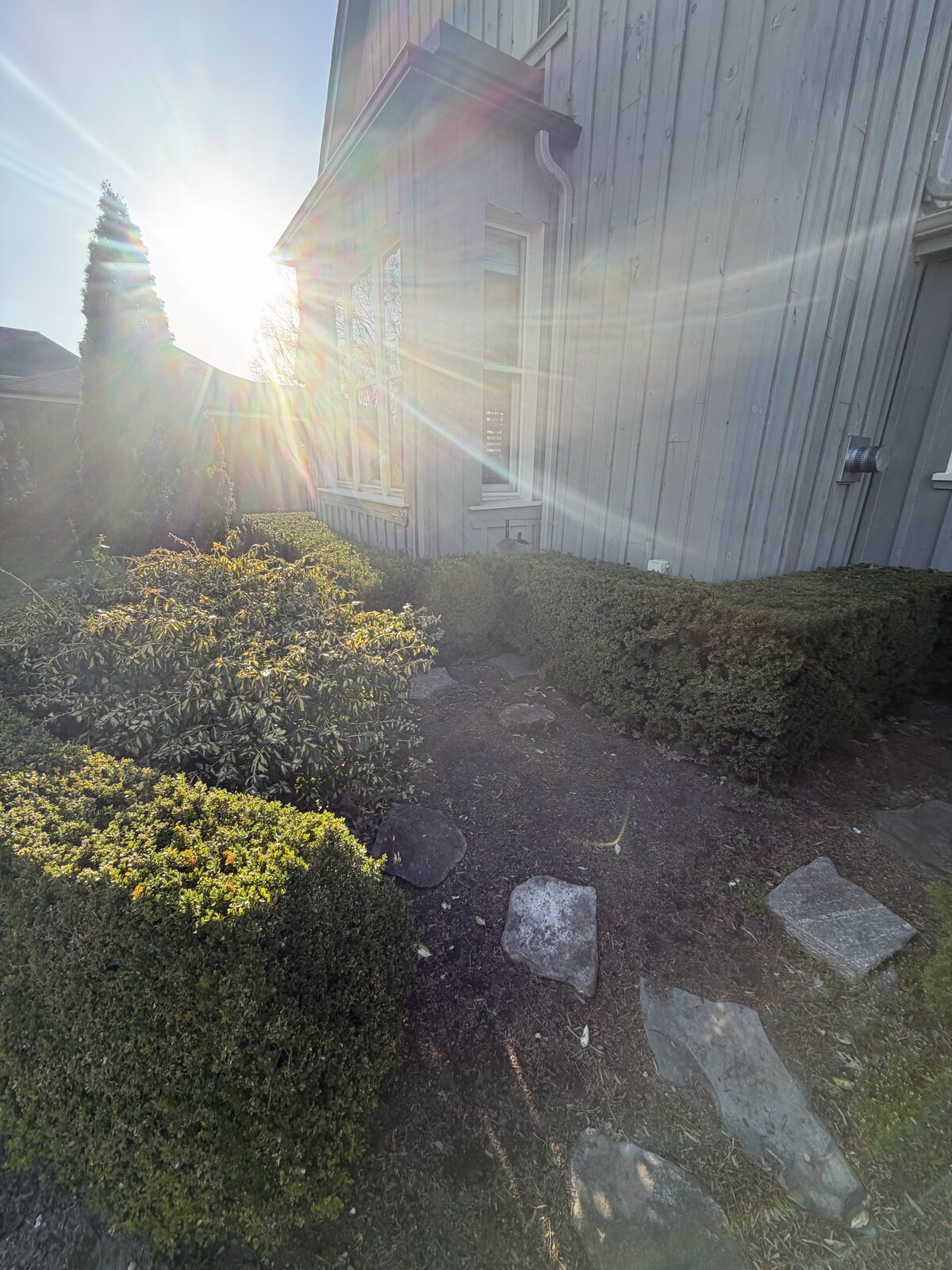 Spring Hedge Trim — O'Doherty's Property Services