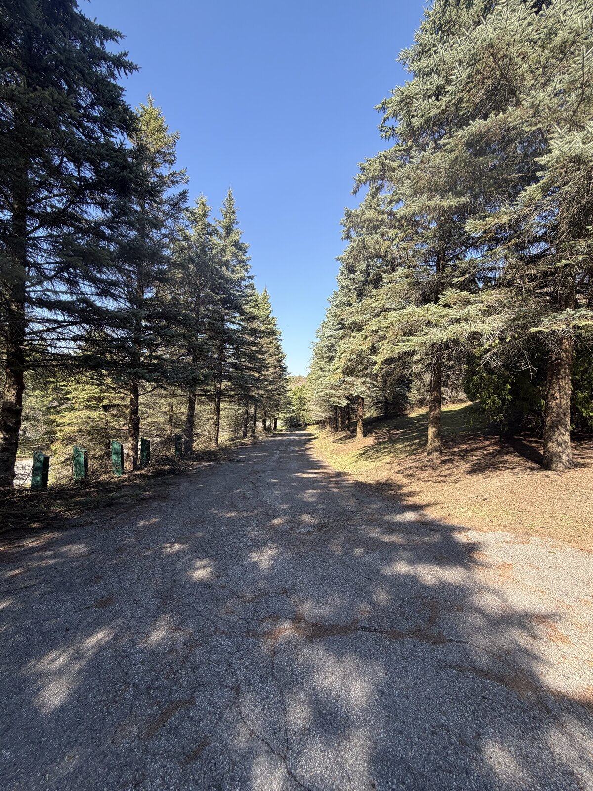 Tree-Lined Property Drive — O'Doherty's Property Services